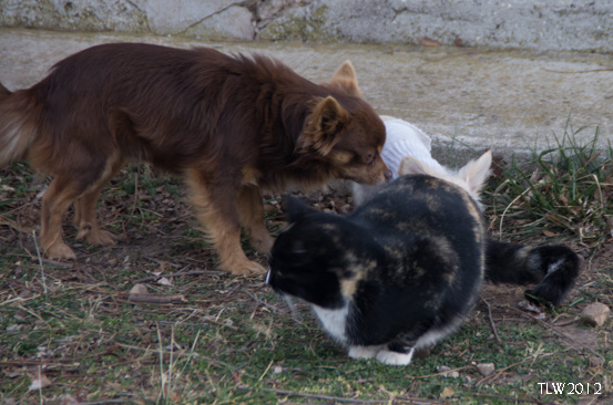 All together now, everybody sniff!