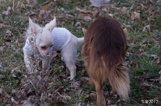 And sniff some more!