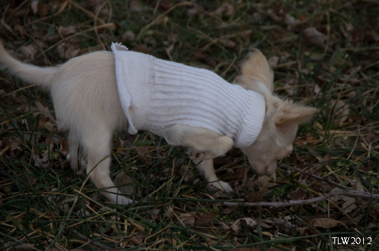 Bet you can figure out what her sweater was in its previous life!