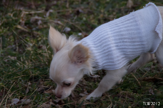 The recycled sock sweater gives you an idea how large Dolly Tres is!