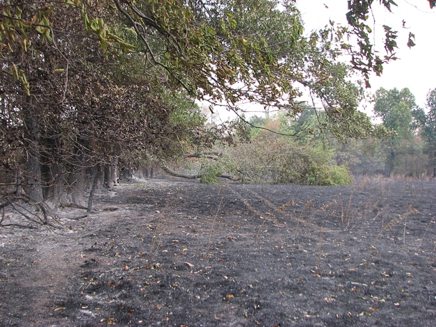 Along our east fenceline several trees partially burned and fell over.