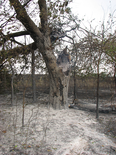 Another tree in the fence row that's still burning.