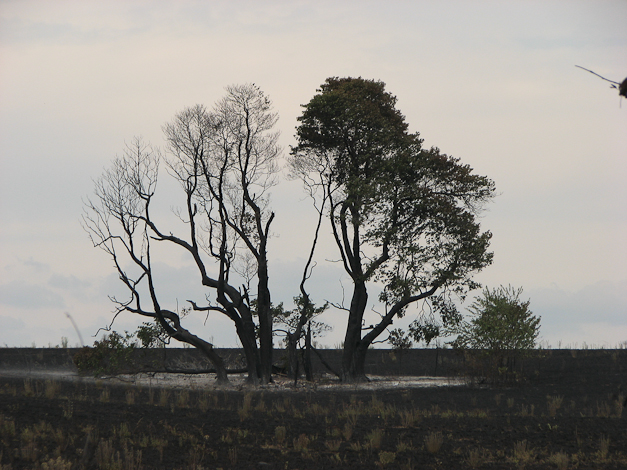 Photogenic trees on the neighbor's property to our east.