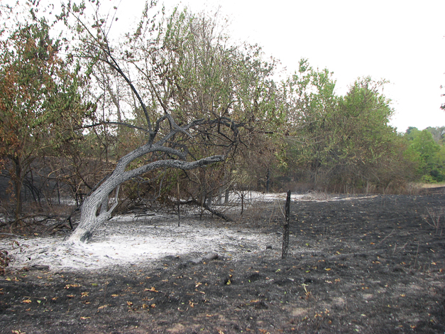 This was a brushy set-aside for wildlife and water drainage. 