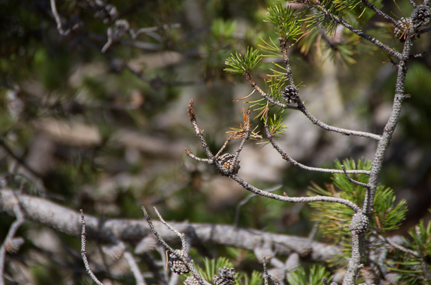So I took photos of nearby trees.