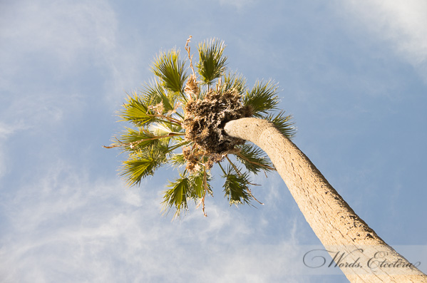 Single Tree