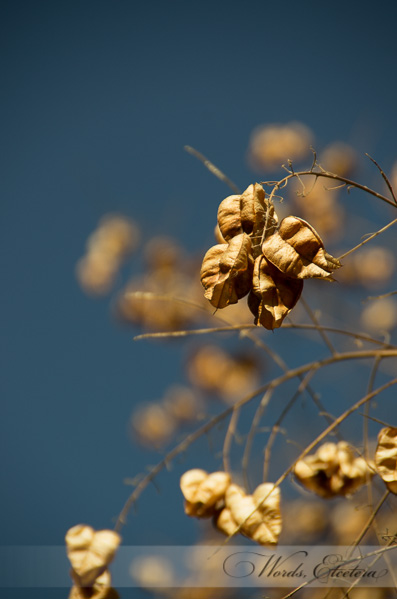 Dried Seed Pods
