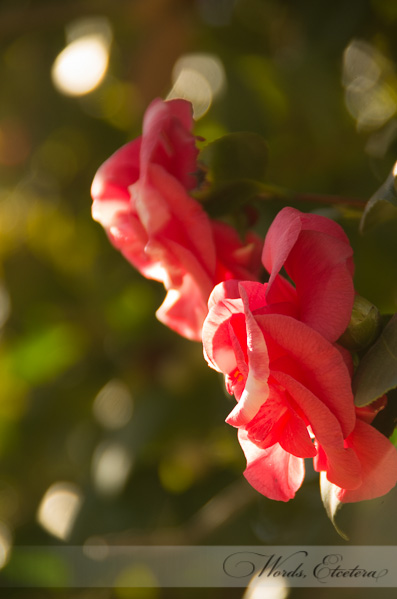 One of the few flowers