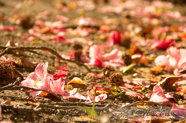 Flowers in death