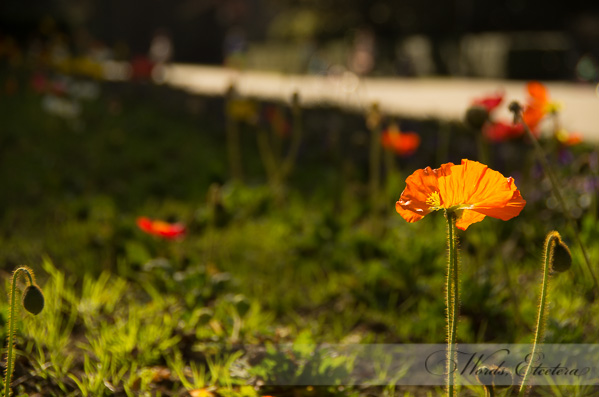 California Poppy