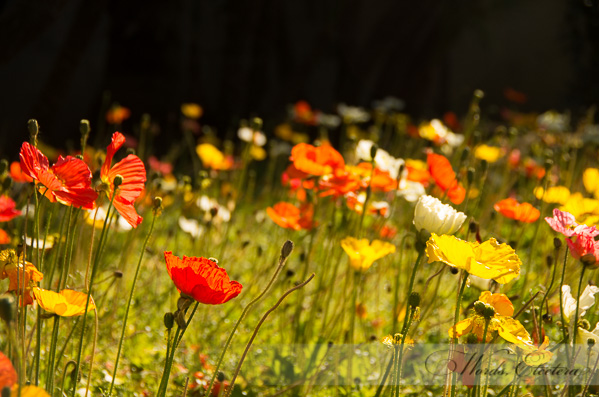 Poppies