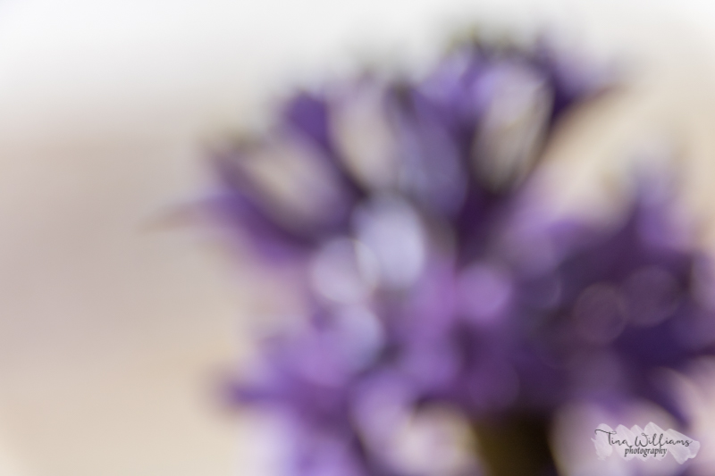 Hyacinths out of Focus